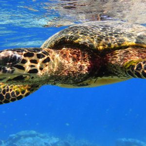 Maldives Honeymoon Packages Raffles Maldives Meradhoo Turtle