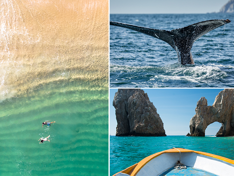 The Best Destinations In The World For Whale Watching Cabo San Lucas