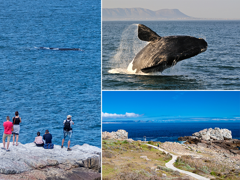The Best Destinations In The World For Whale Watching Hermanus