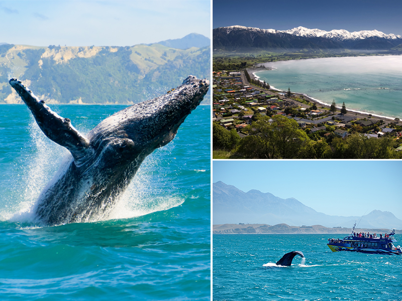The Best Destinations In The World For Whale Watching Kaikoura