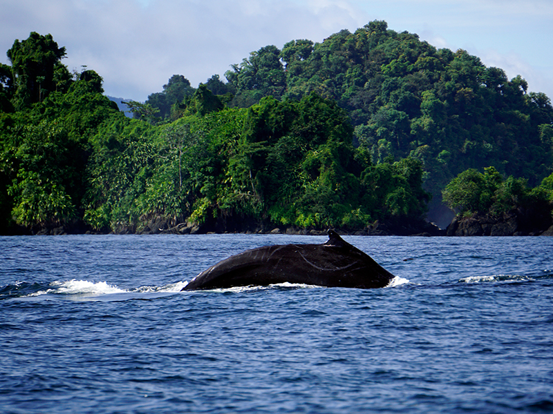 The Best Destinations In The World For Whale Watching Colombo