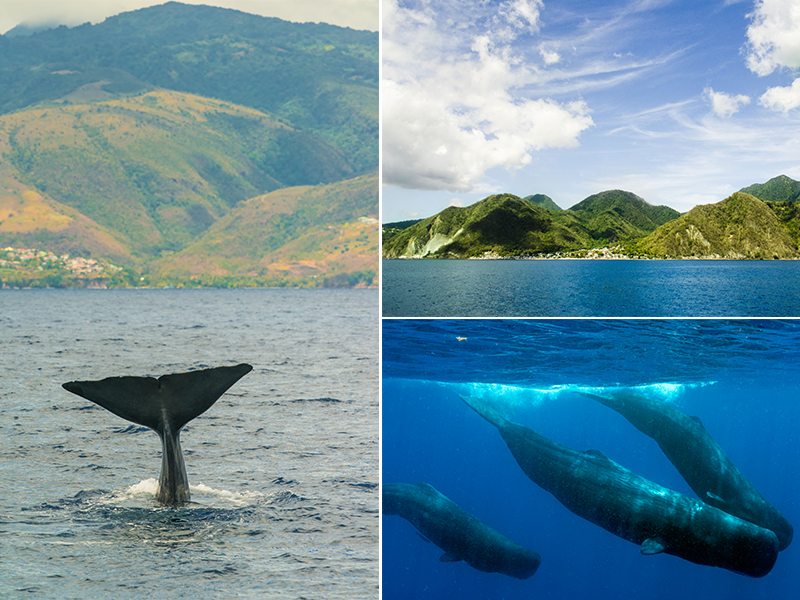 The Best Destinations In The World For Whale Watching Dominican