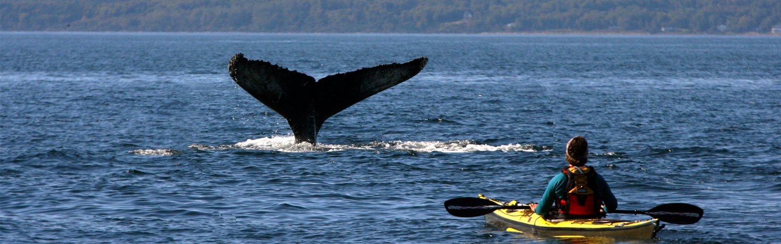 The Best Destinations In The World For Whale Watching Header