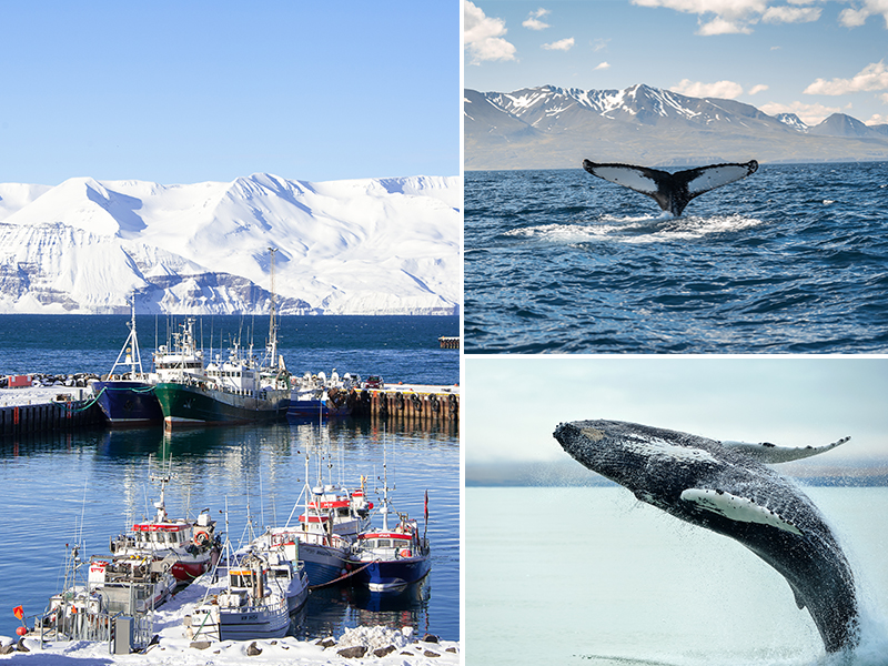 The Best Destinations In The World For Whale Watching Iceland