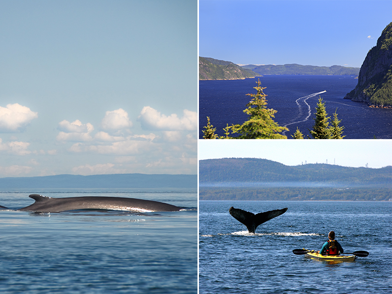 The Best Destinations In The World For Whale Watching Quebec