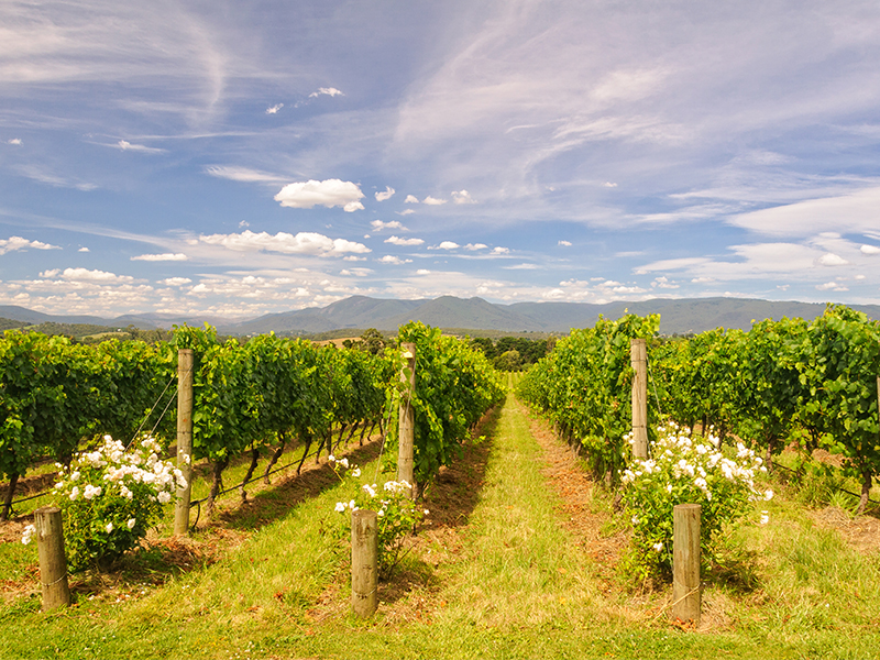 Top 10 Places In Australia Luxury Australia Holiday Packages Yarra Valley