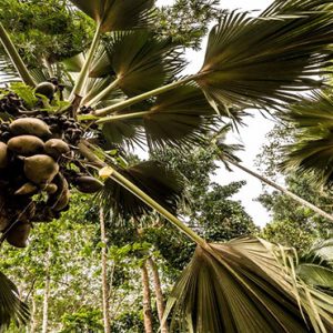 Four Seasons Resort Seychelles Luxury Seychelles holiday Packages Coconut Palm Trees