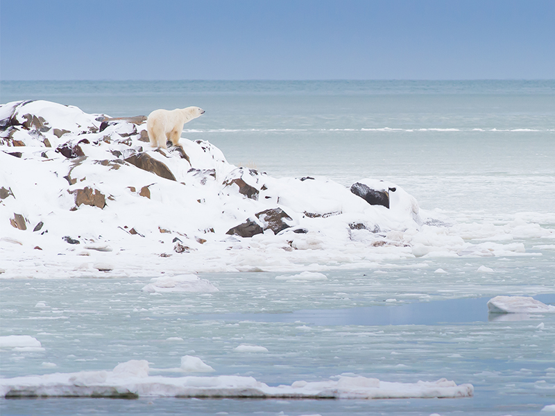 Polar Bear Spotting Best Times To Visit Canada Luxury Canada Holiday Packages