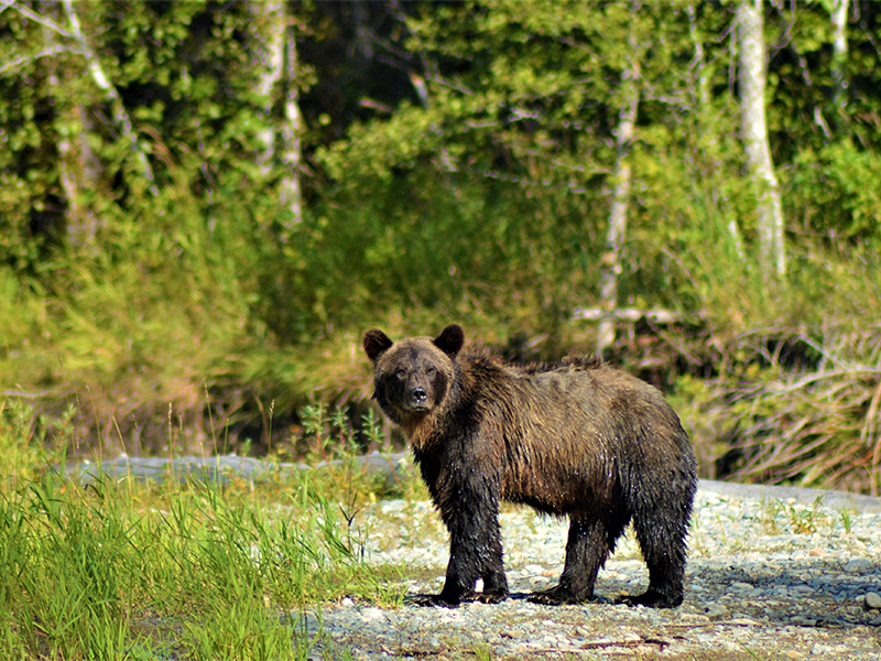 Bear Spotting Best Times To Visit Canada Luxury Canada Holiday Packages