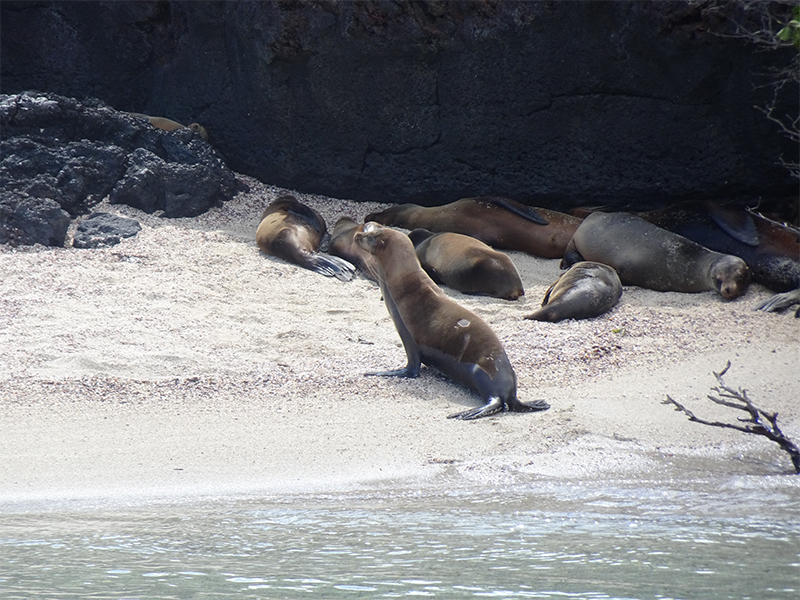 Luxury Galapagos Holiday Packages Fernandino 2