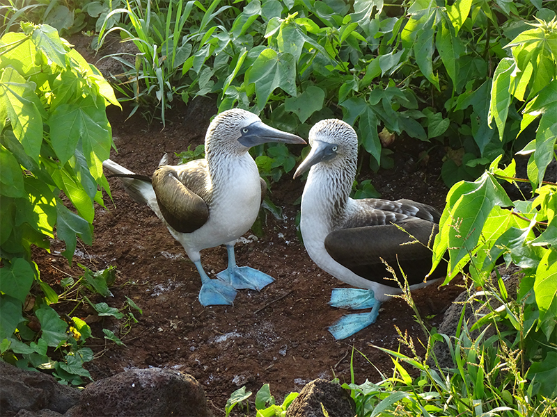 Luxury Galapagos Holiday Packages Blue Footed Birds