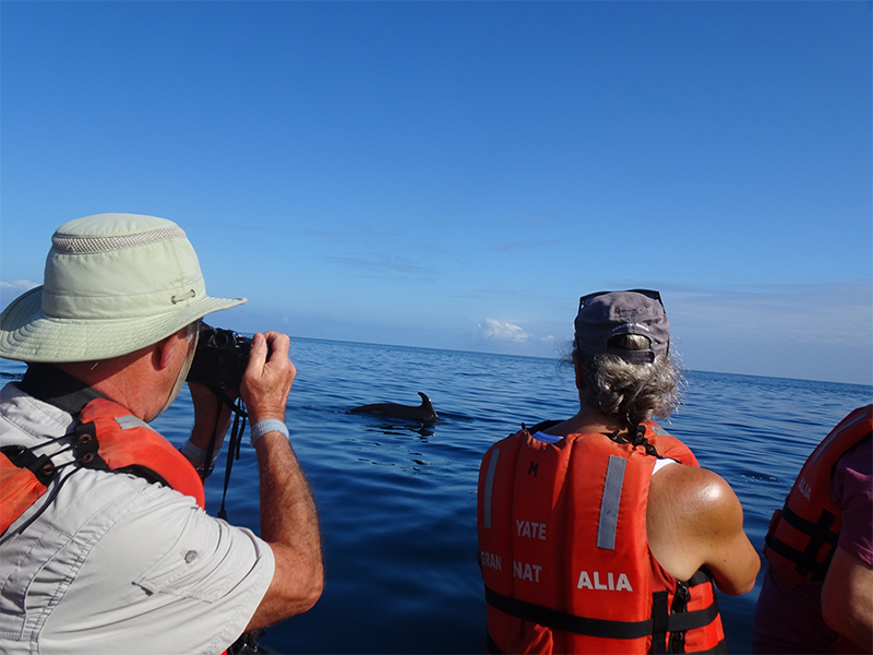 Luxury Galapagos Holiday Packages Dolphins