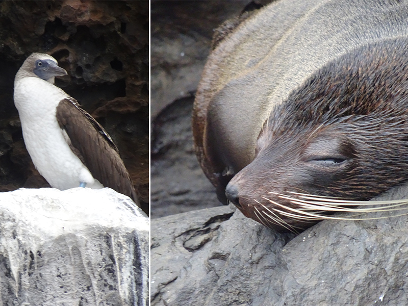 Luxury Galapagos Holiday Packages Espumilla Beach