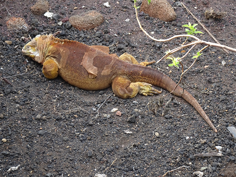 Luxury Galapagos Holiday Packages Iguanas