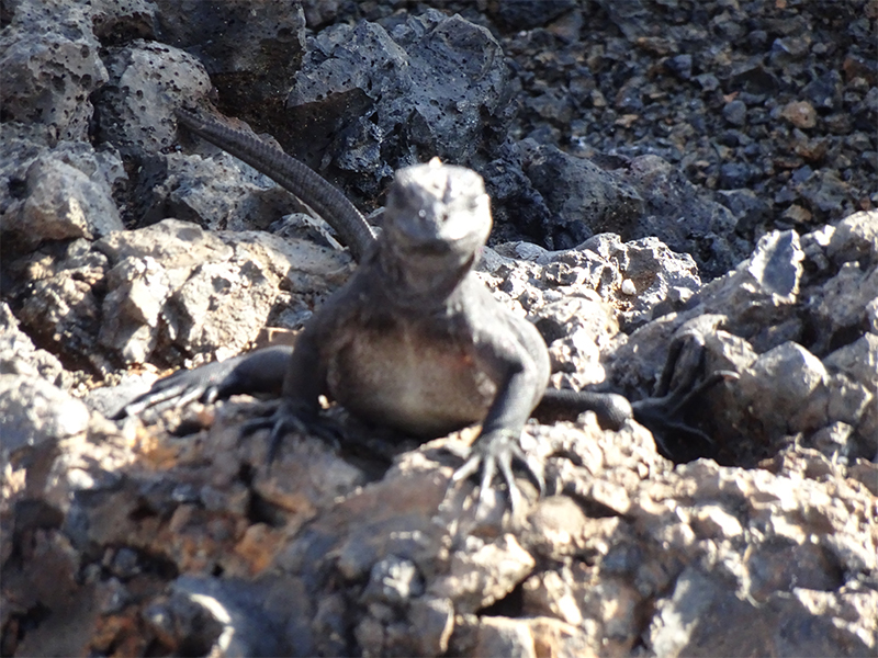 Luxury Galapagos Holiday Packages Las Iguanas