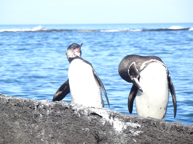 Luxury Galapagos Holiday Packages Penguins