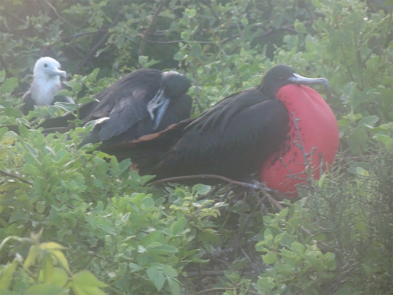 Luxury Galapagos Holiday Packages Red Crested Balloon Birds