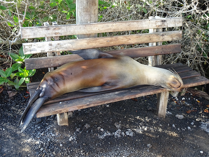 Luxury Galapagos Holiday Packages Seal