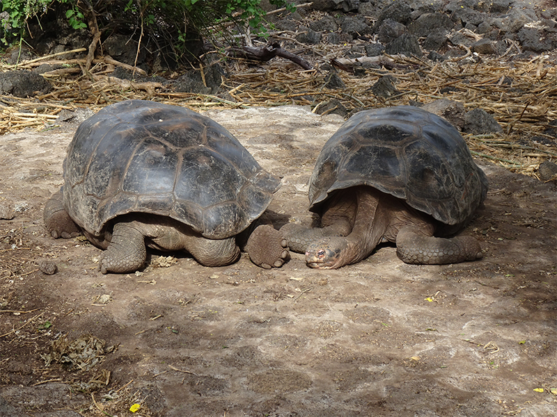 Luxury Galapagos Holiday Packages Tortoises