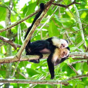 Luxury Costa Rica Group Tours South America Group Tour Packages Monkey