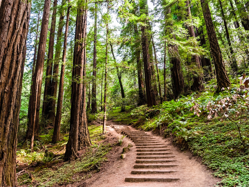 Top Things To Do In San Francisco National Park
