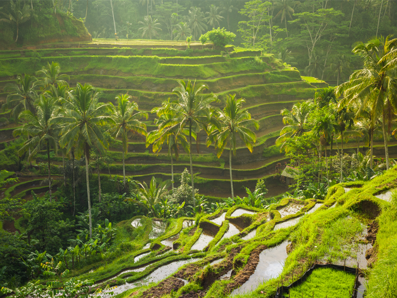 Tegallalang Rice Terrace Best Things To Do In Bali