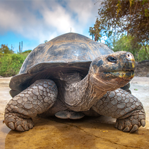 Giant Tortoise South America Holiday Packages