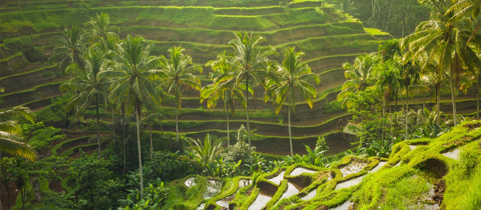 Header Best Things To Do In Bali