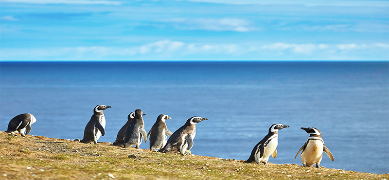 Luxury Chile Holiday Packages Best Things To Do In Chile Play With The Penguins At Magdalena IslandPlay With The Penguins At Magdalena Island