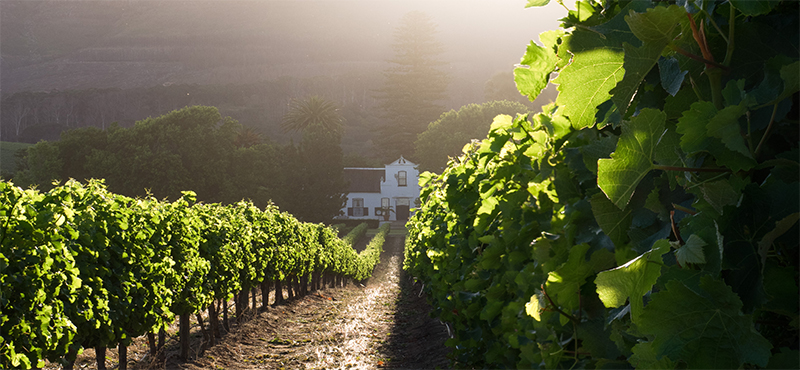 Luxury South Africa Holiday Packages The Ultimate Guide To Wine Tasting In South Africa Constantia