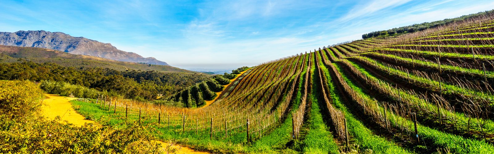 Luxury South Africa Holiday Packages The Ultimate Guide To Wine Tasting In South Africa Header