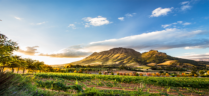 Luxury South Africa Holiday Packages The Ultimate Guide To Wine Tasting In South Africa Stellenbosch