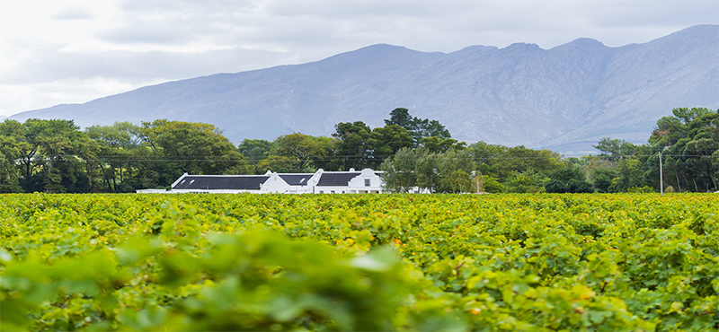 Luxury South Africa Holiday Packages The Ultimate Guide To Wine Tasting In South Africa Paarl