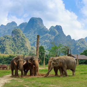 Luxury Thailand Holiday Packages Elephant Hills 3