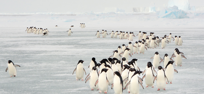 Antarctica Wildlife Holiday Packages