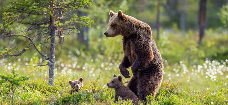 Finland Wildlife Holiday Packages