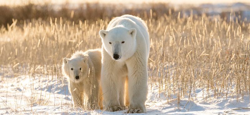North America Wildlife Holiday Packages