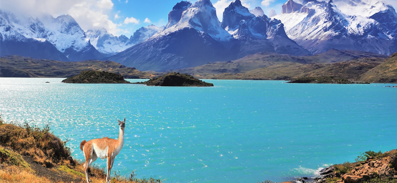South America Wildlife Holiday Packages