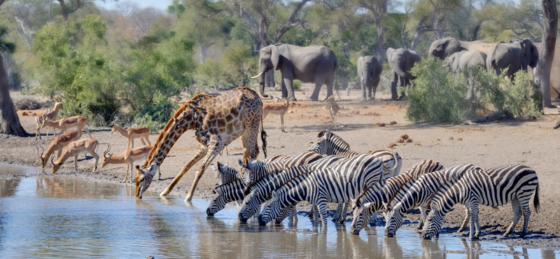 South Africa Wildlife Holiday Packages