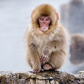 Luxury Japan Holida Japan Excursions Snow Monkey Thumbnail