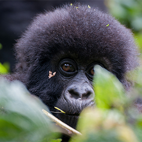 Gorilla Trekking In Rwanda Thumbnail