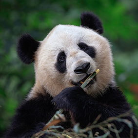 Luxury China Holidays - Excursion- Top places to see Pandas In China Thumbnail