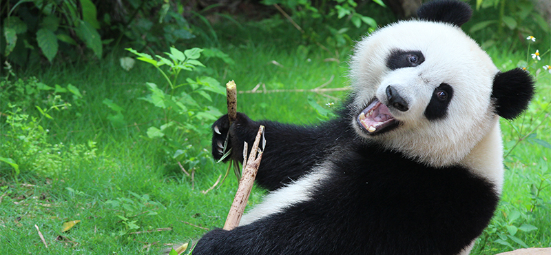 Luxury China Holidays - Excursion- Top places to see Pandas In China 