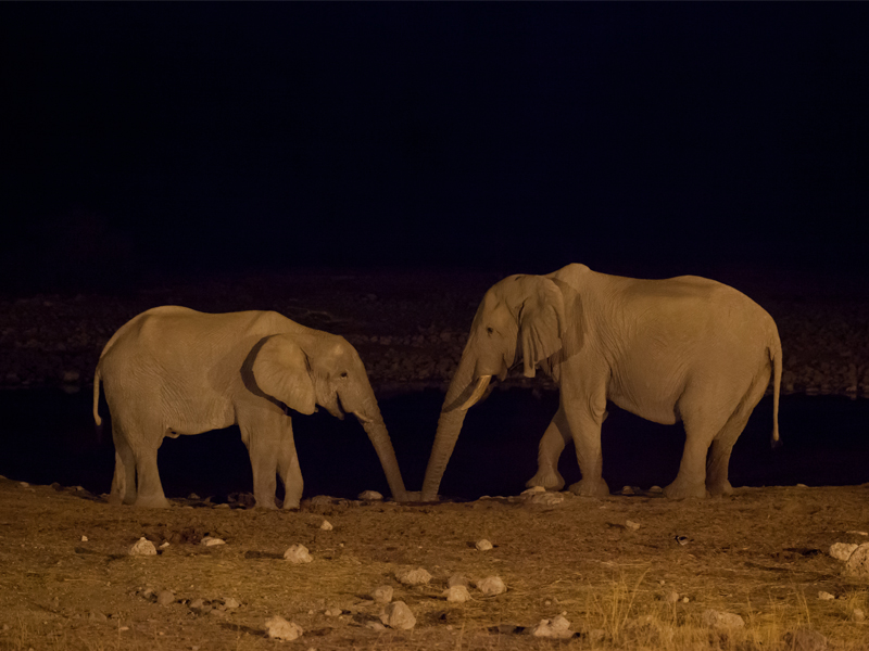 Elephants At Night 5 Shows On Netflix To Inspire Your Next Adventure