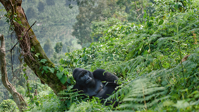 Bwindi Impenetrable National Park Safari Holiday Packages