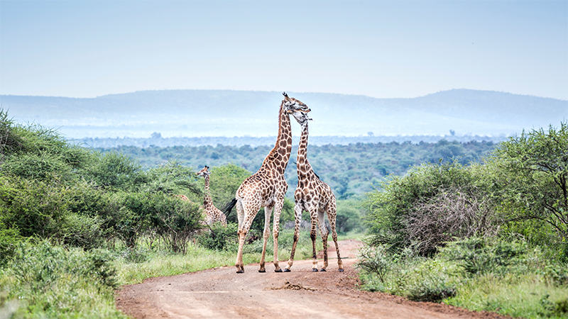 Kruger National Park Safari Holiday Packages