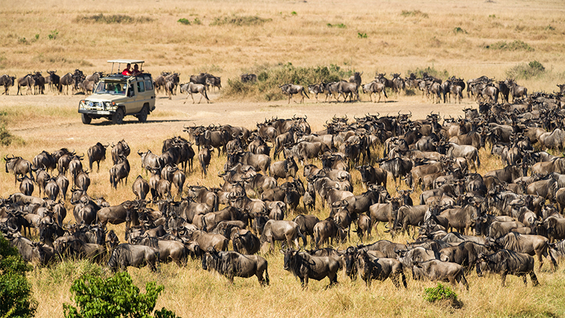 Maasai Mara Safari Holiday Packages