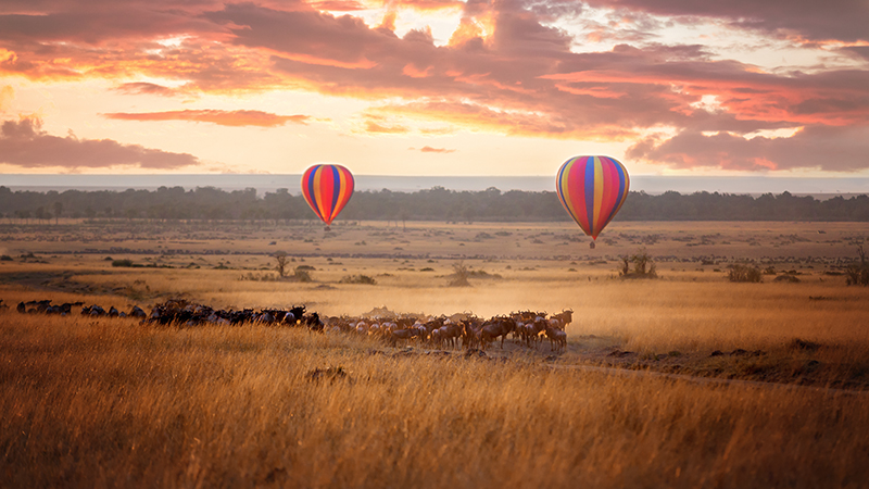 The Great Migration Safari Holiday Packages