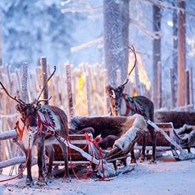 Reindeer In Lapland Lapland Holidays